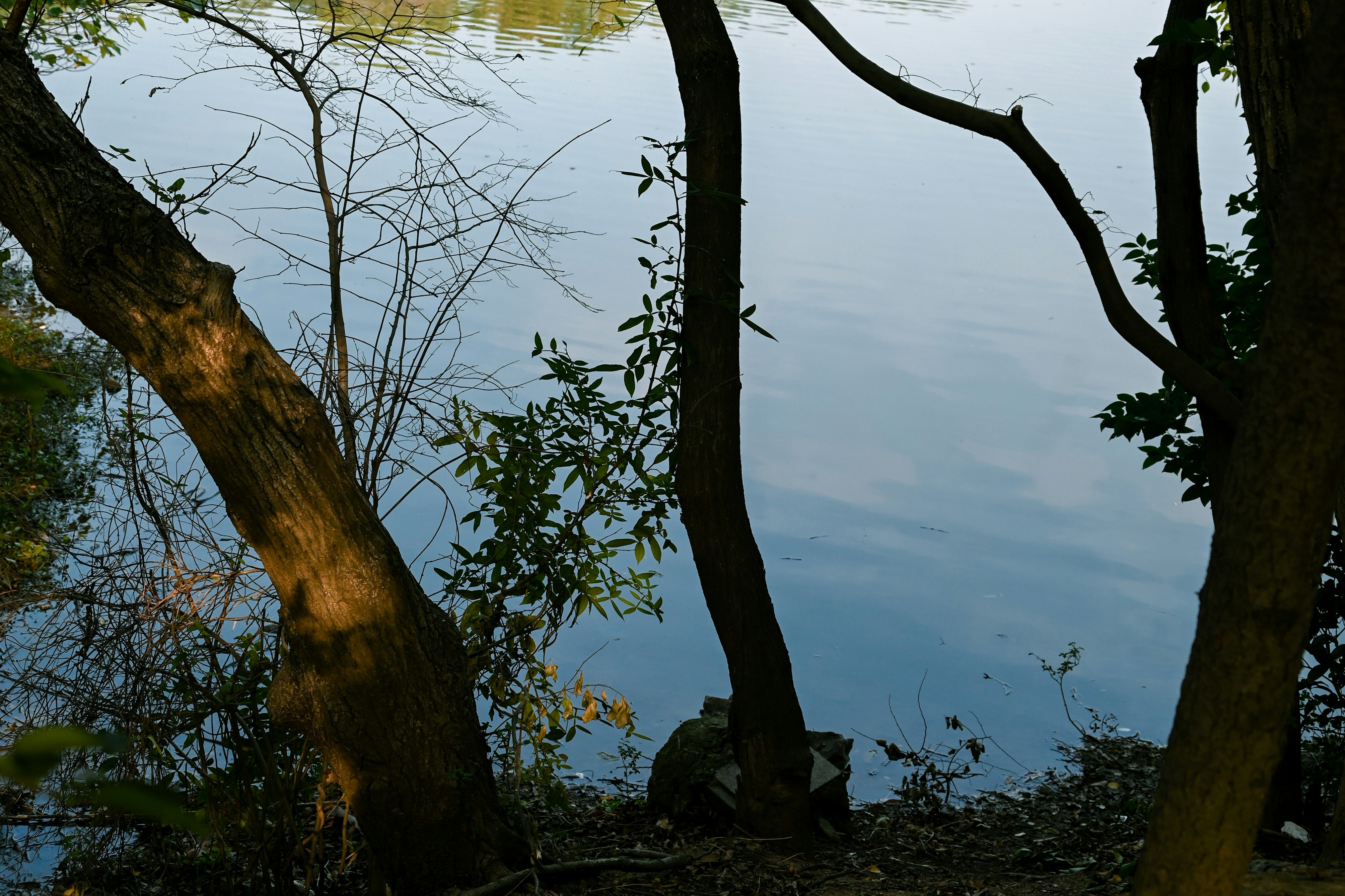 Khao Sok Sanctuary – Ancient Rainforest & Cheow Larn Lake